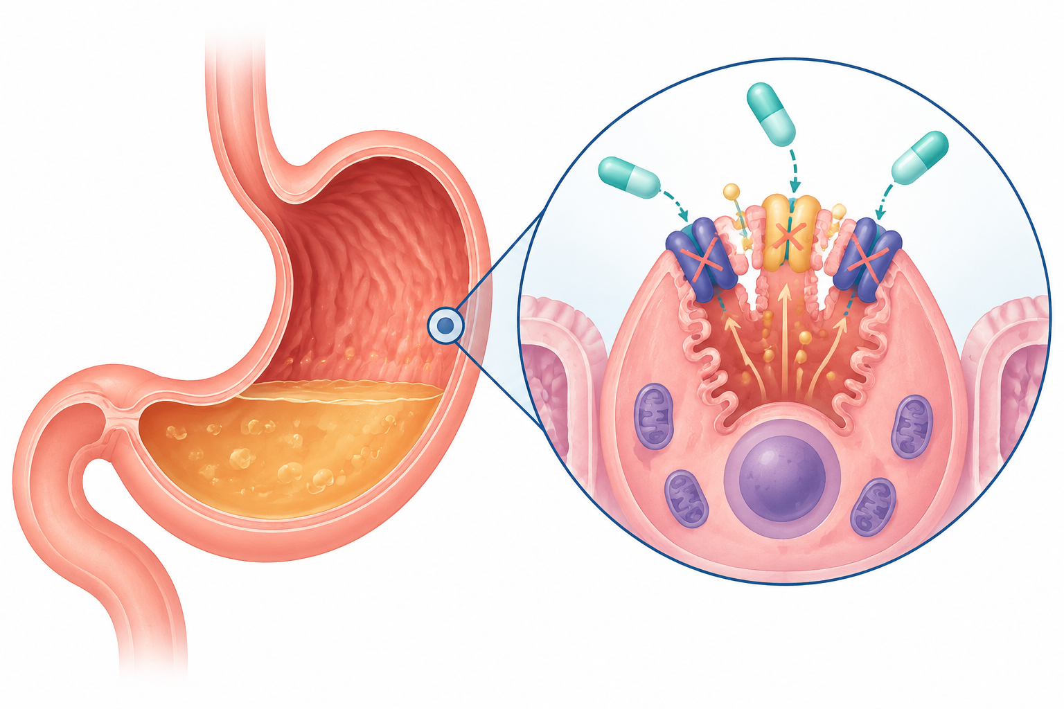 Proton Pump Inhibitors: Drug Dose Chart and GPAT Notes